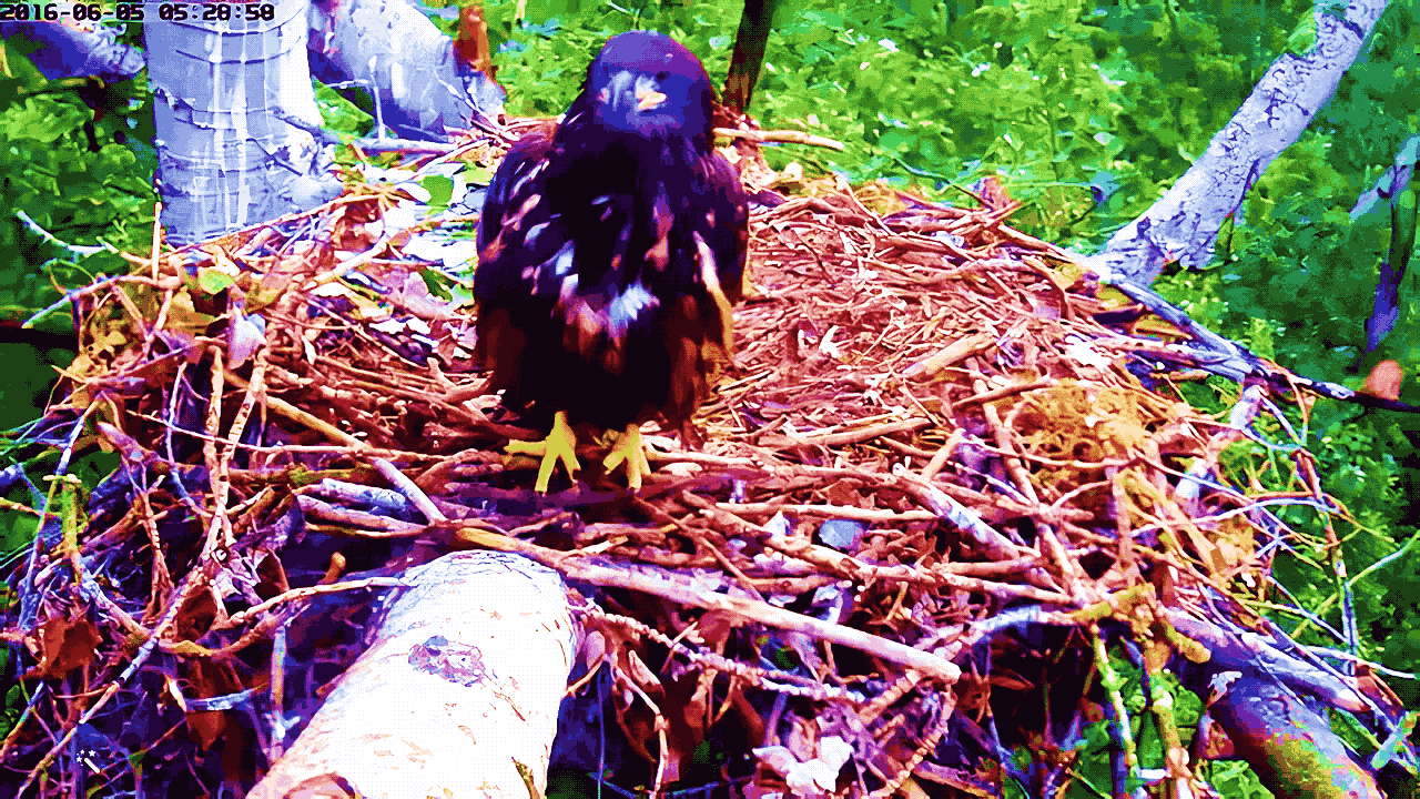 UNINVITED Unseen 08: Nice Bone