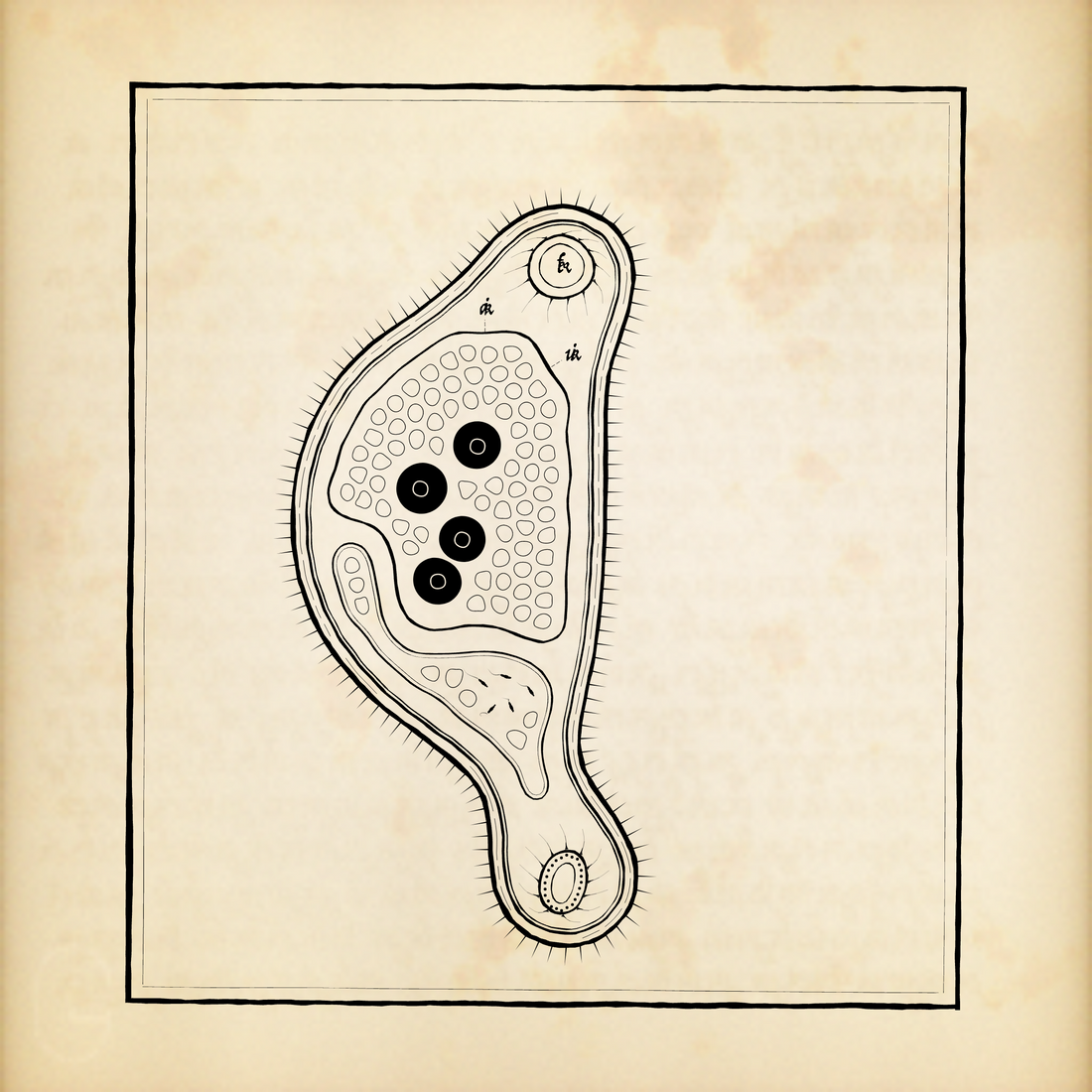 Cytographia 