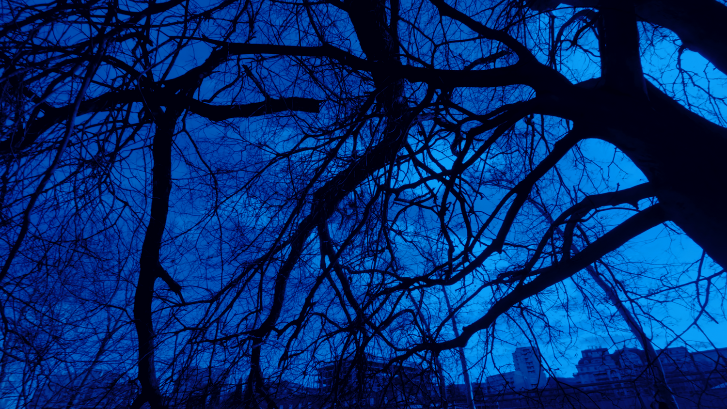 Radicals in Between Trees and Dicks