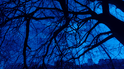 Radicals in Between Trees and Dicks